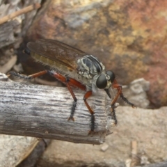 Zosteria sp. (genus) (Common brown robber fly) at Namadgi National Park - 14 Jan 2018 by Christine