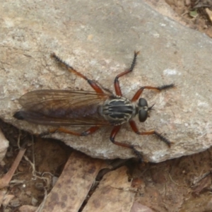 Zosteria sp. (genus) at Booth, ACT - 15 Jan 2018 12:00 AM