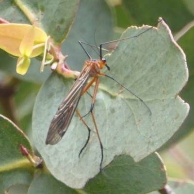 Harpobittacus australis (Hangingfly) at Booth, ACT - 15 Jan 2018 by Christine