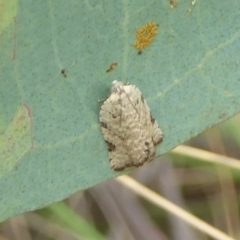 Anisogona similana (A tortrix moth) at Booth, ACT - 15 Jan 2018 by Christine