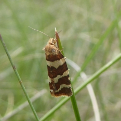 Subfurcatana subfurcatana (A Tortricid moth) at Booth, ACT - 15 Jan 2018 by Christine