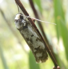 Philobota iphigenes (A concealer moth) at Booth, ACT - 15 Jan 2018 by Christine