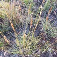 Sorghum leiocladum at Garran, ACT - 16 Jan 2018