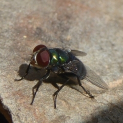 Lucilia cuprina (Australian sheep blowfly) at Booth, ACT - 15 Jan 2018 by Christine