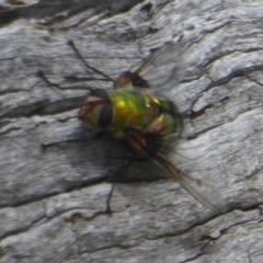 Rutilia (Chrysorutilia) formosa (A Bristle fly) at Namadgi National Park - 14 Jan 2018 by Christine