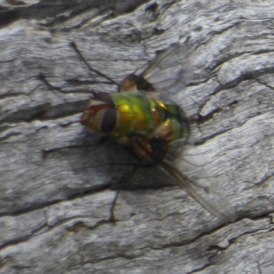 Rutilia (Chrysorutilia) formosa (A Bristle fly) at Booth, ACT - 15 Jan 2018 by Christine