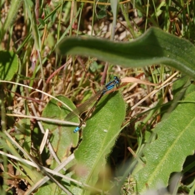 Ischnura heterosticta (Common Bluetail Damselfly) at Belconnen, ACT - 5 Nov 2016 by KMcCue