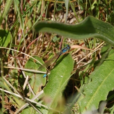 Ischnura heterosticta (Common Bluetail Damselfly) at Aranda Bushland - 5 Nov 2016 by KMcCue