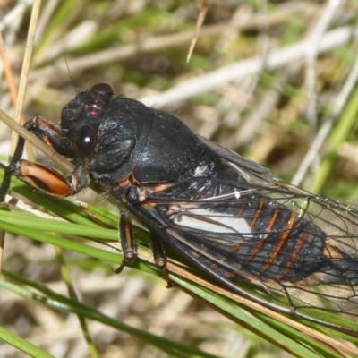 Yoyetta subalpina (Subalpine Firetail Cicada) at Booth, ACT - 15 Jan 2018 by Christine