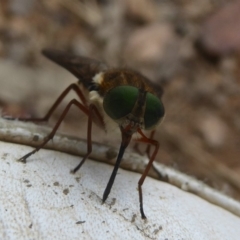 Scaptia sp. (genus) (March fly) at Booth, ACT - 14 Jan 2018 by Christine