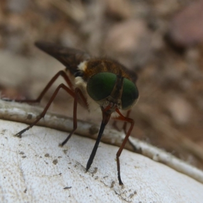 Scaptia sp. (genus) (March fly) at Booth, ACT - 15 Jan 2018 by Christine