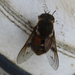 Scaptia sp. (genus) at Booth, ACT - 15 Jan 2018