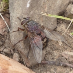 Rutilia (Rutilia) sp. (genus & subgenus) (Bristle fly) at Booth, ACT - 15 Jan 2018 by Christine