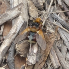 Microtropesa sp. (genus) (Tachinid fly) at Namadgi National Park - 14 Jan 2018 by Christine