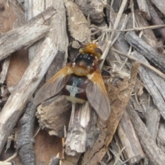 Microtropesa sp. (genus) (Tachinid fly) at Booth, ACT - 14 Jan 2018 by Christine