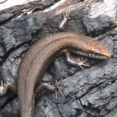 Pseudemoia entrecasteauxii (Woodland Tussock-skink) at Booth, ACT - 14 Jan 2018 by Christine