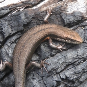 Pseudemoia entrecasteauxii at Booth, ACT - 15 Jan 2018 12:00 AM