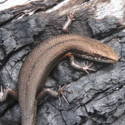 Pseudemoia entrecasteauxii (Woodland Tussock-skink) at Booth, ACT - 15 Jan 2018 by Christine