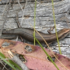 Pseudemoia entrecasteauxii at Booth, ACT - 15 Jan 2018 12:00 AM