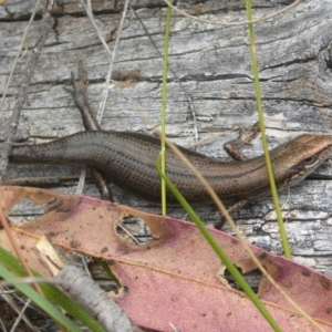 Pseudemoia entrecasteauxii at Booth, ACT - 15 Jan 2018