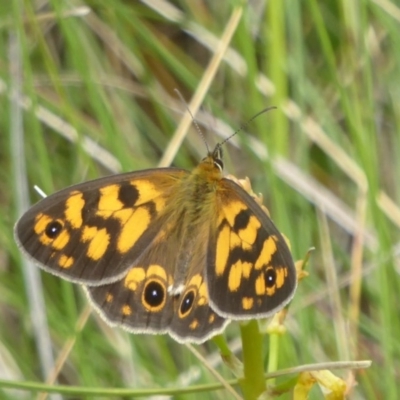 Heteronympha cordace (Bright-eyed Brown) at Namadgi National Park - 14 Jan 2018 by Christine