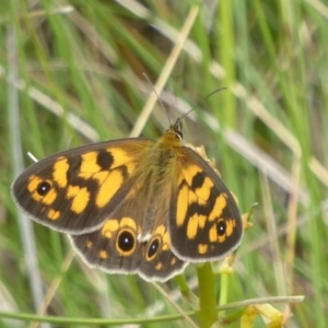 Heteronympha cordace at Booth, ACT - 15 Jan 2018