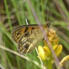 Heteronympha cordace at Booth, ACT - 15 Jan 2018 12:00 AM