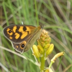 Heteronympha cordace at Booth, ACT - 15 Jan 2018