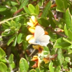 Zizina otis (Common Grass-Blue) at Booth, ACT - 14 Jan 2018 by Christine