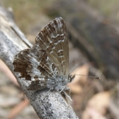 Neolucia hobartensis (Montane Heath-blue) at Booth, ACT - 14 Jan 2018 by Christine