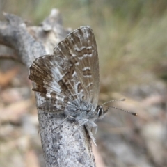 Neolucia hobartensis at Booth, ACT - 15 Jan 2018 12:00 AM