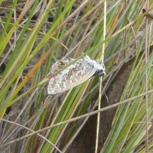 Neolucia hobartensis at Booth, ACT - 15 Jan 2018 12:00 AM