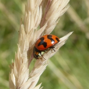 Coccinella transversalis at Rendezvous Creek, ACT - 15 Jan 2018 12:00 AM