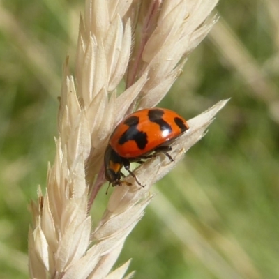 Coccinella transversalis (Transverse Ladybird) at Rendezvous Creek, ACT - 14 Jan 2018 by Christine