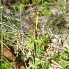 Austrogomphus guerini (Yellow-striped Hunter) at Namadgi National Park - 14 Jan 2018 by Christine