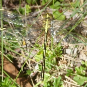 Austrogomphus guerini at Rendezvous Creek, ACT - 15 Jan 2018