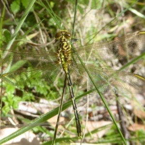 Austrogomphus guerini at Rendezvous Creek, ACT - 15 Jan 2018 12:00 AM