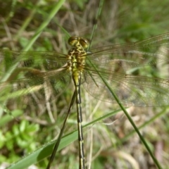 Austrogomphus guerini at Rendezvous Creek, ACT - 15 Jan 2018