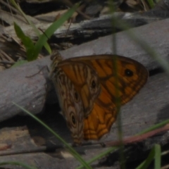 Geitoneura acantha (Ringed Xenica) at Namadgi National Park - 14 Jan 2018 by Christine