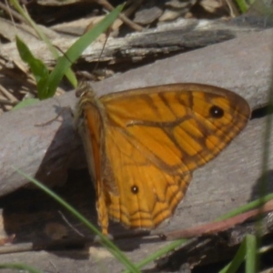 Geitoneura acantha at Rendezvous Creek, ACT - 15 Jan 2018 12:00 AM