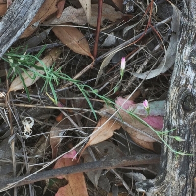 Convolvulus angustissimus subsp. angustissimus (Australian Bindweed) at Hughes Garran Woodland - 15 Jan 2018 by ruthkerruish