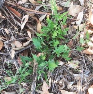 Convolvulus angustissimus subsp. angustissimus at Garran, ACT - 16 Jan 2018