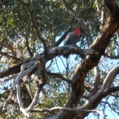 Callocephalon fimbriatum (Gang-gang Cockatoo) at Deakin, ACT - 15 Jan 2018 by nath_kay