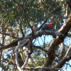 Callocephalon fimbriatum at Deakin, ACT - 16 Jan 2018