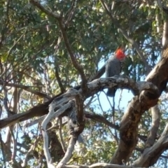 Callocephalon fimbriatum at Deakin, ACT - 16 Jan 2018