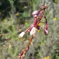 Dipodium sp. (A Hyacinth Orchid) at Deakin, ACT - 16 Jan 2018 by nathkay