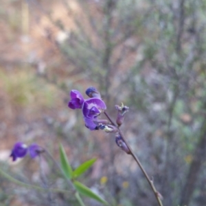 Glycine tabacina at Deakin, ACT - 16 Jan 2018