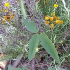 Glycine tabacina at Deakin, ACT - 16 Jan 2018