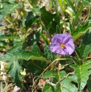 Solanum cinereum at Deakin, ACT - 16 Jan 2018 10:11 AM