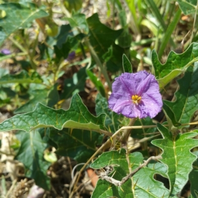 Solanum cinereum (Narrawa Burr) at Red Hill Nature Reserve - 15 Jan 2018 by nath_kay
